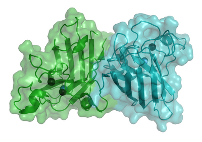 Antioxidative enzyme: What is superoxide dismutase?
