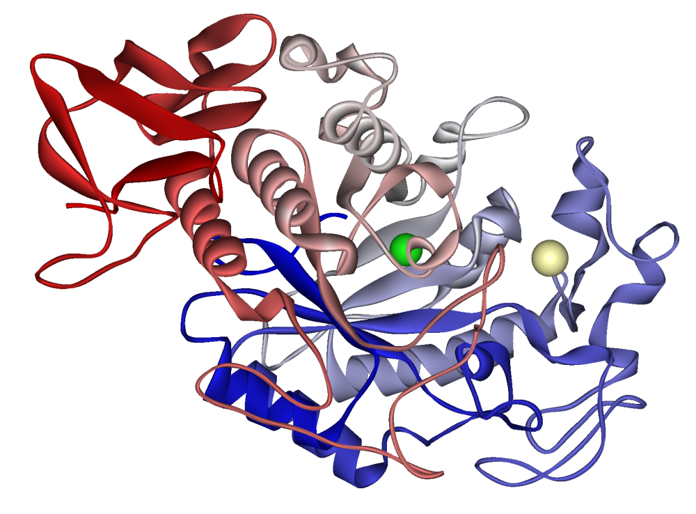 Alpha-amylase and carbohydrate digestion: The key to optimal nutrient absorption