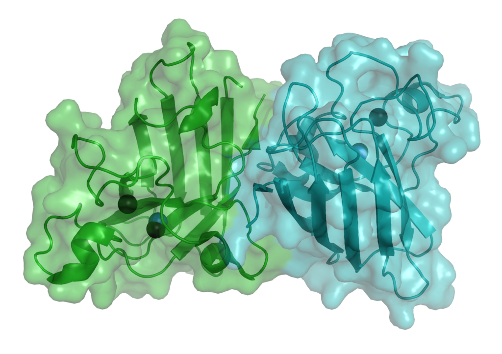 Antioxidatives Enzym: Was ist Superoxiddismutase?