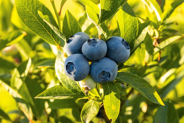 Wilde Heidelbeere: Der natürliche Superfood-Boost für Haut, Darm & Immunsystem?